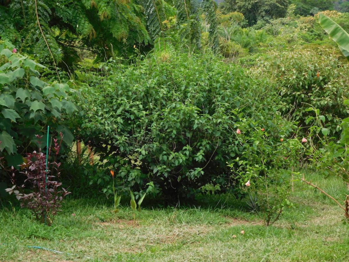 Hostal Casa Las Lajas Las Lajas  Dış mekan fotoğraf